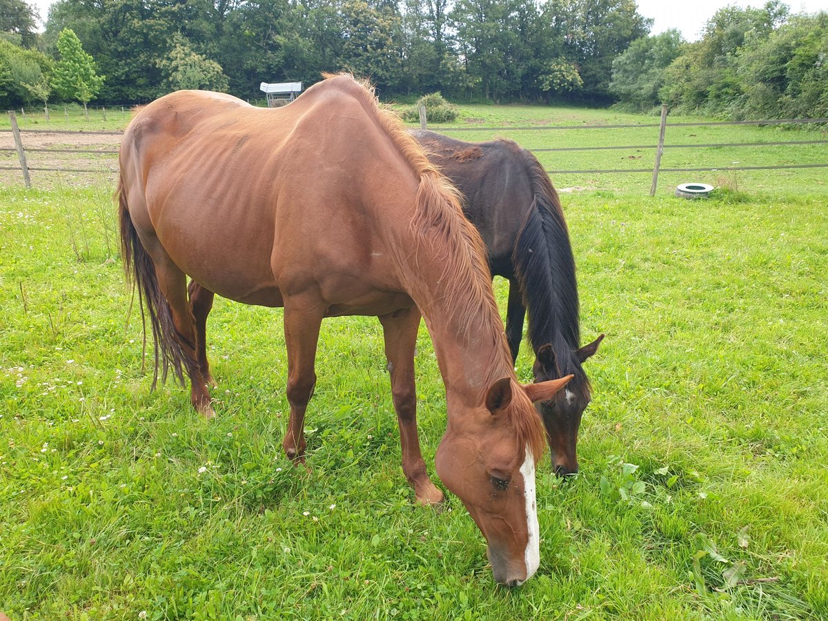 Selle Français Mare 15 years 16 hh Chestnut-Red in Gu&#xE9;ret