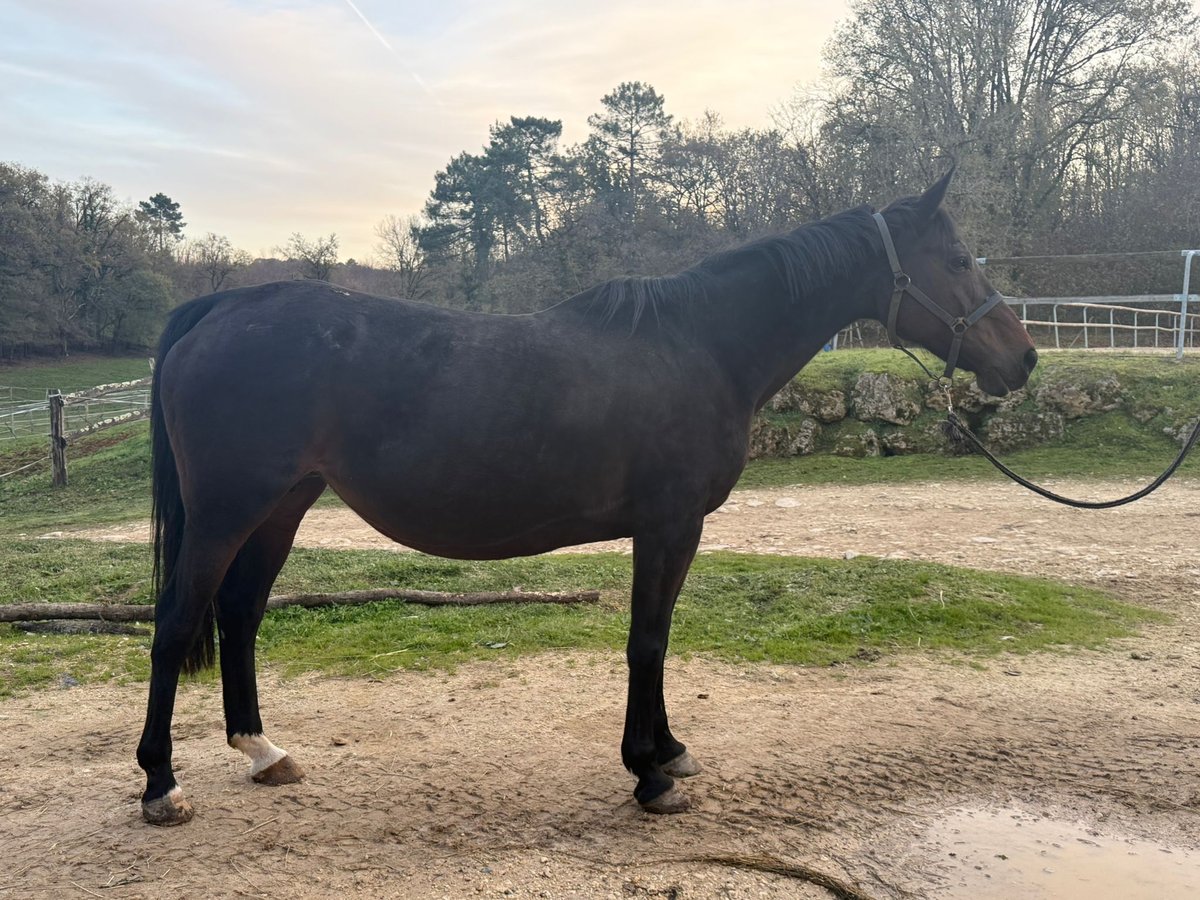 Selle Français Mare 15 years 16,1 hh Black in Moli&#xE8;res