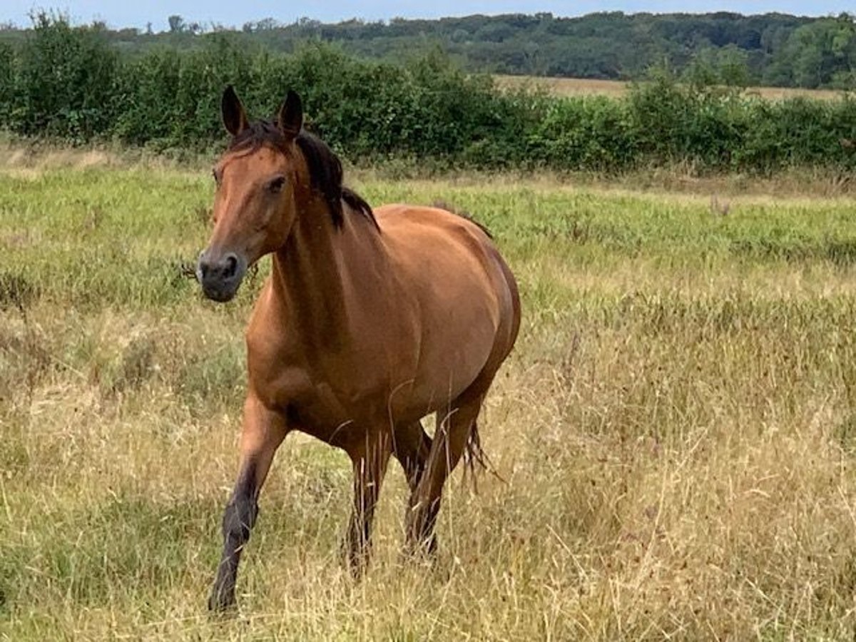 Selle Français Mare 16 years 16,3 hh Brown in Vesoul