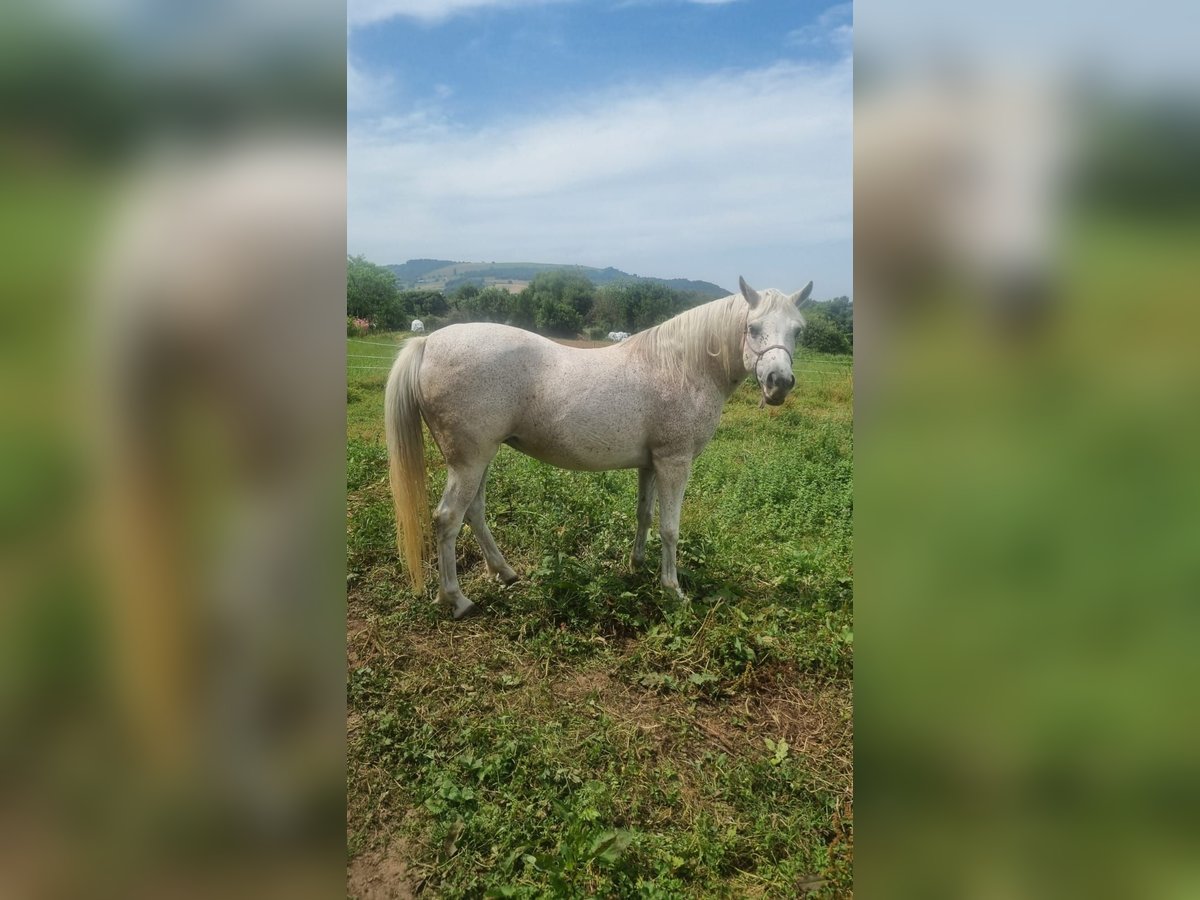 Selle Français Mare 16 years Gray-Fleabitten in Su&#xF1;ide