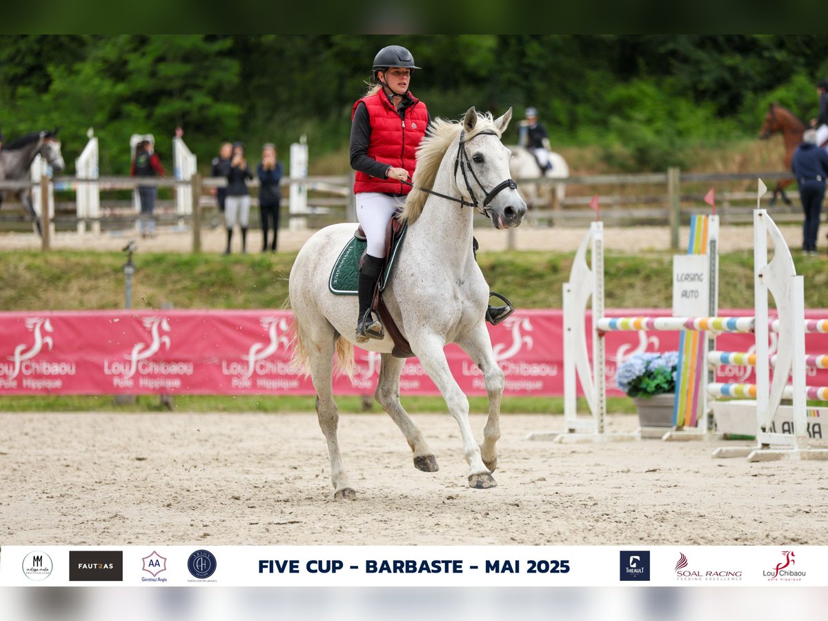 Selle Français Mare 17 years 16,2 hh Gray in Saint-Pardoux-du-Breuil