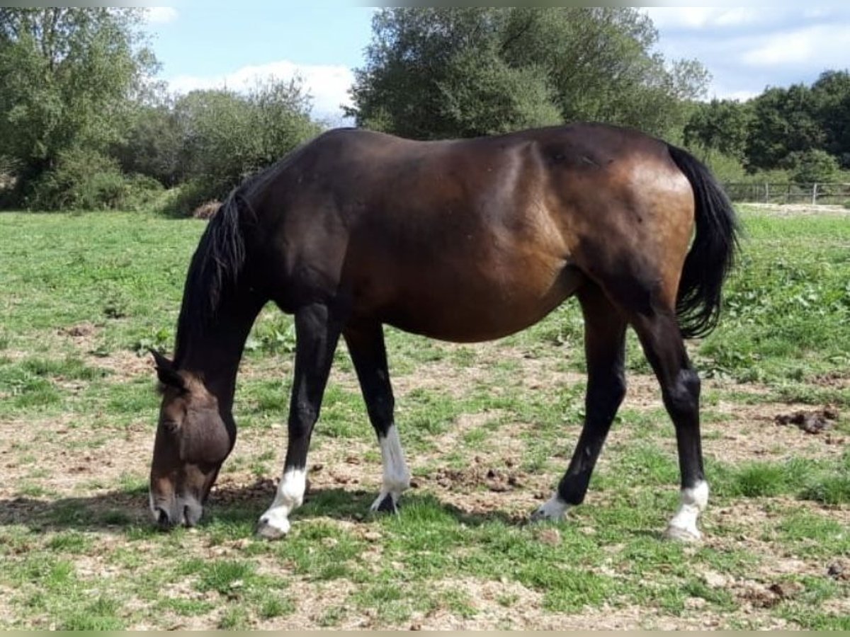 Selle Français Mare 18 years 15,2 hh Bay-Dark in Beaupréau