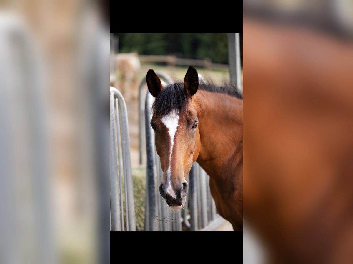 Selle Français Mare 18 years 16 hh Brown-Light in Neuve-Église