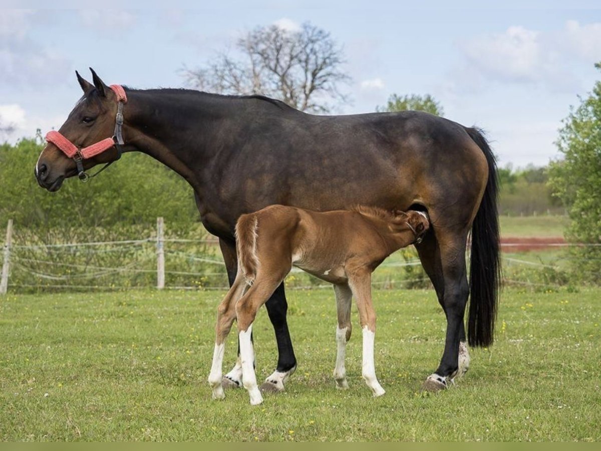 Selle Français Mare 19 years 15,3 hh Brown in GROTE-BROGEL