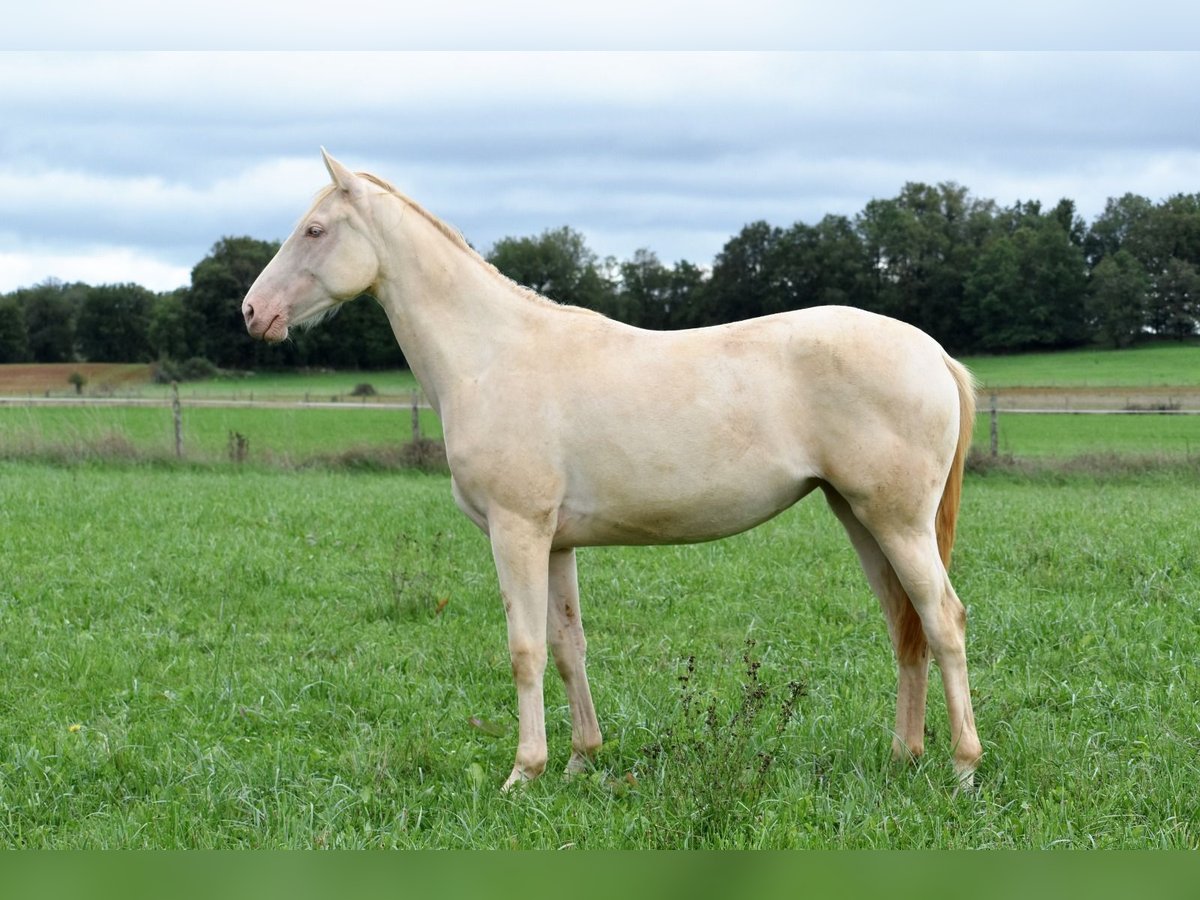 Selle Français Mare 1 year 15,2 hh Perlino in cressensac