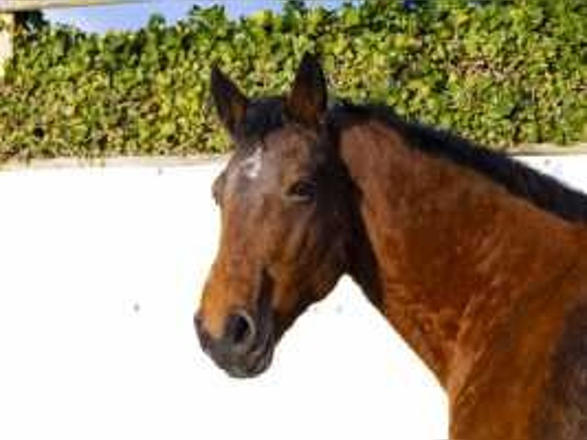 Selle Français Mare 21 years 16 hh Brown in Waddinxveen