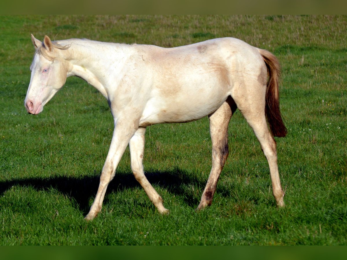 Selle Français Mare 2 years 15,2 hh Perlino in Aubagne