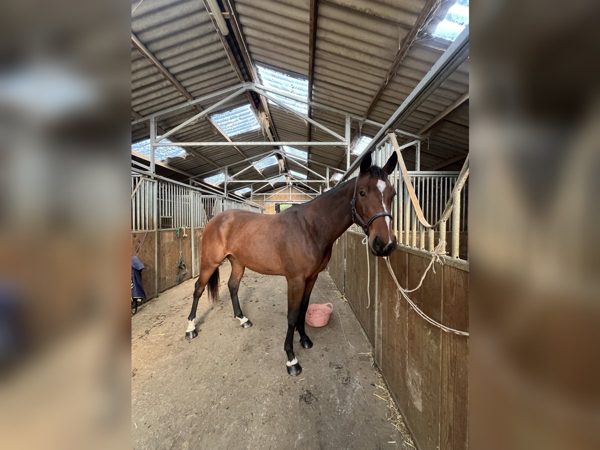 Selle Français Mare 2 years 15,2 hh Brown in La croixille Selle Français Mare 2 years 15,2 hh Brown in La croixille