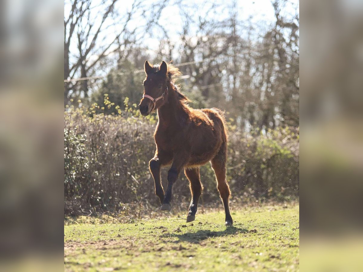 Selle Français Mare 2 years in saint agnan