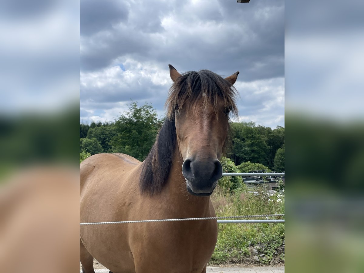 Selle Français Mix Mare 3 years 13,3 hh in Herscheid