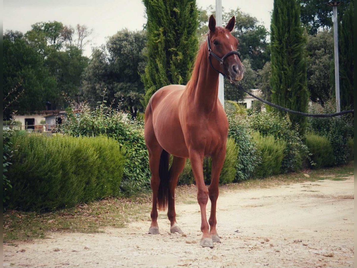 Selle Français Mare 3 years 15,2 hh Chestnut-Red in Mornas