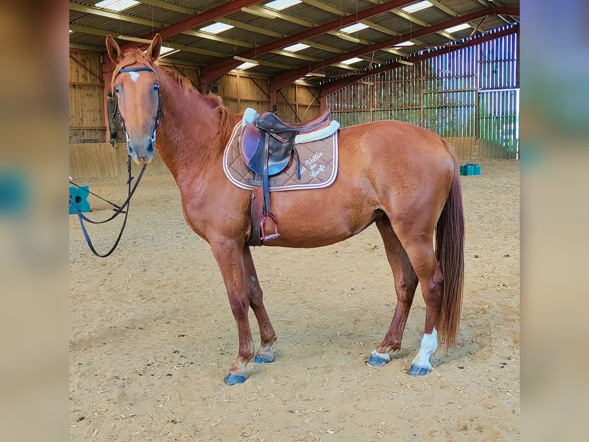 Selle Français Mare 3 years 15,2 hh Chestnut-Red in Luchapt