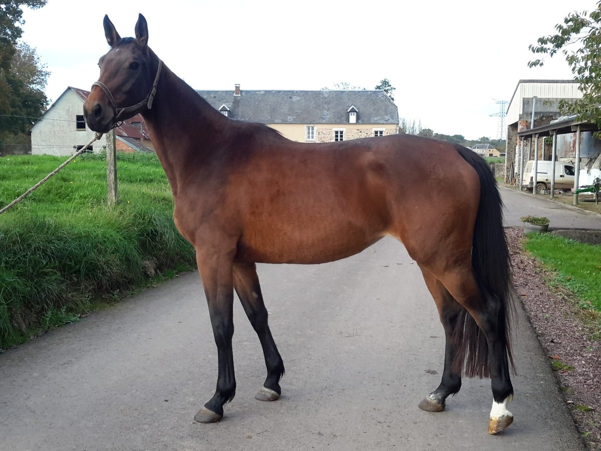 Selle Français Mare 3 years 16,2 hh Brown in MARCHESIEUX