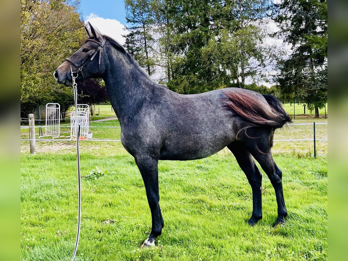 Selle Français Mare 3 years 16 hh Gray in Dole