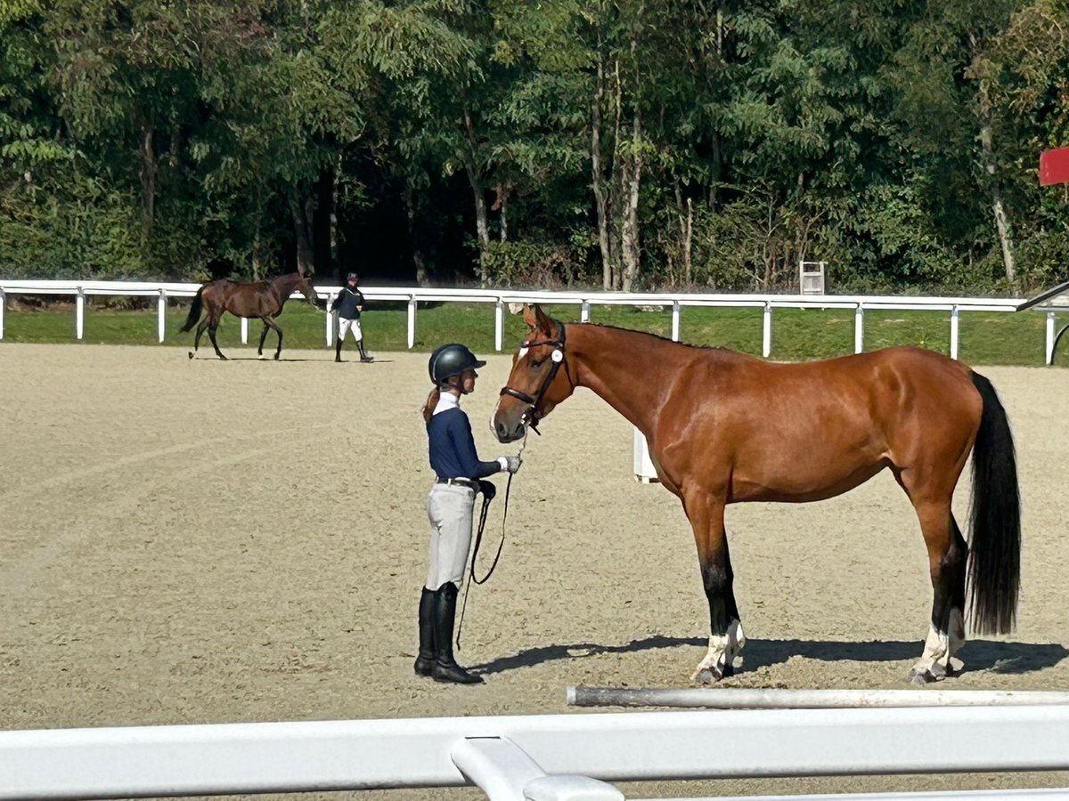 Selle Français Mare 3 years 16,2 hh Brown in dou&#xE9; en anjou