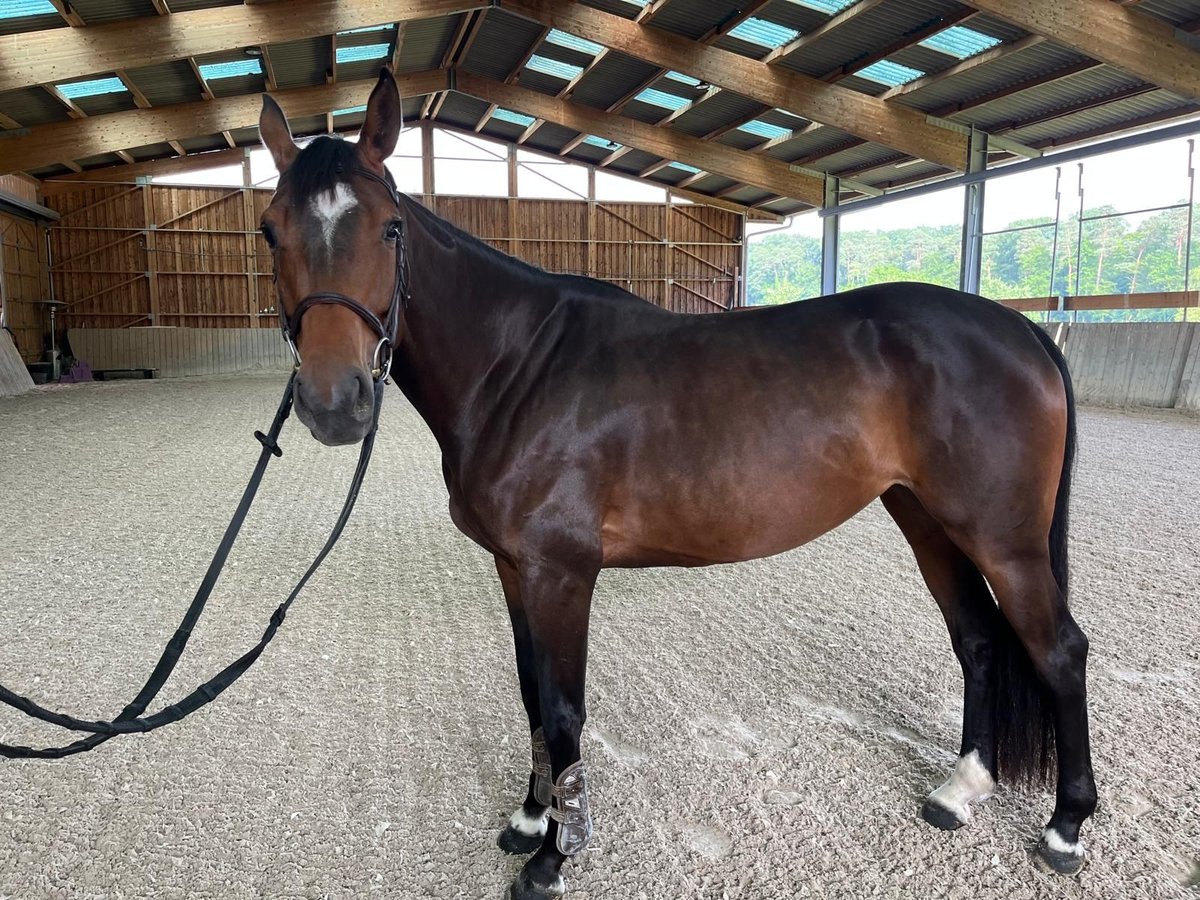 Selle Français Mare 4 years 16 hh Bay-Dark in Merkwiller-Pechelbronn