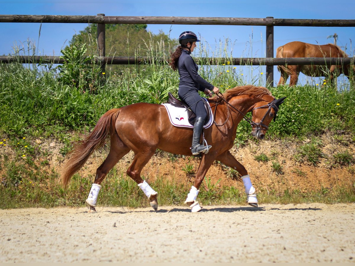 Selle Français Mare 4 years 16 hh Chestnut-Red in Château-Gontier