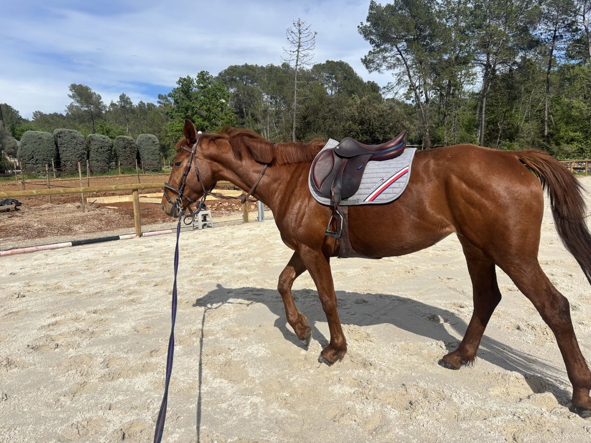 Selle Français Mare 4 years 16,1 hh Chestnut-Red in Toulon