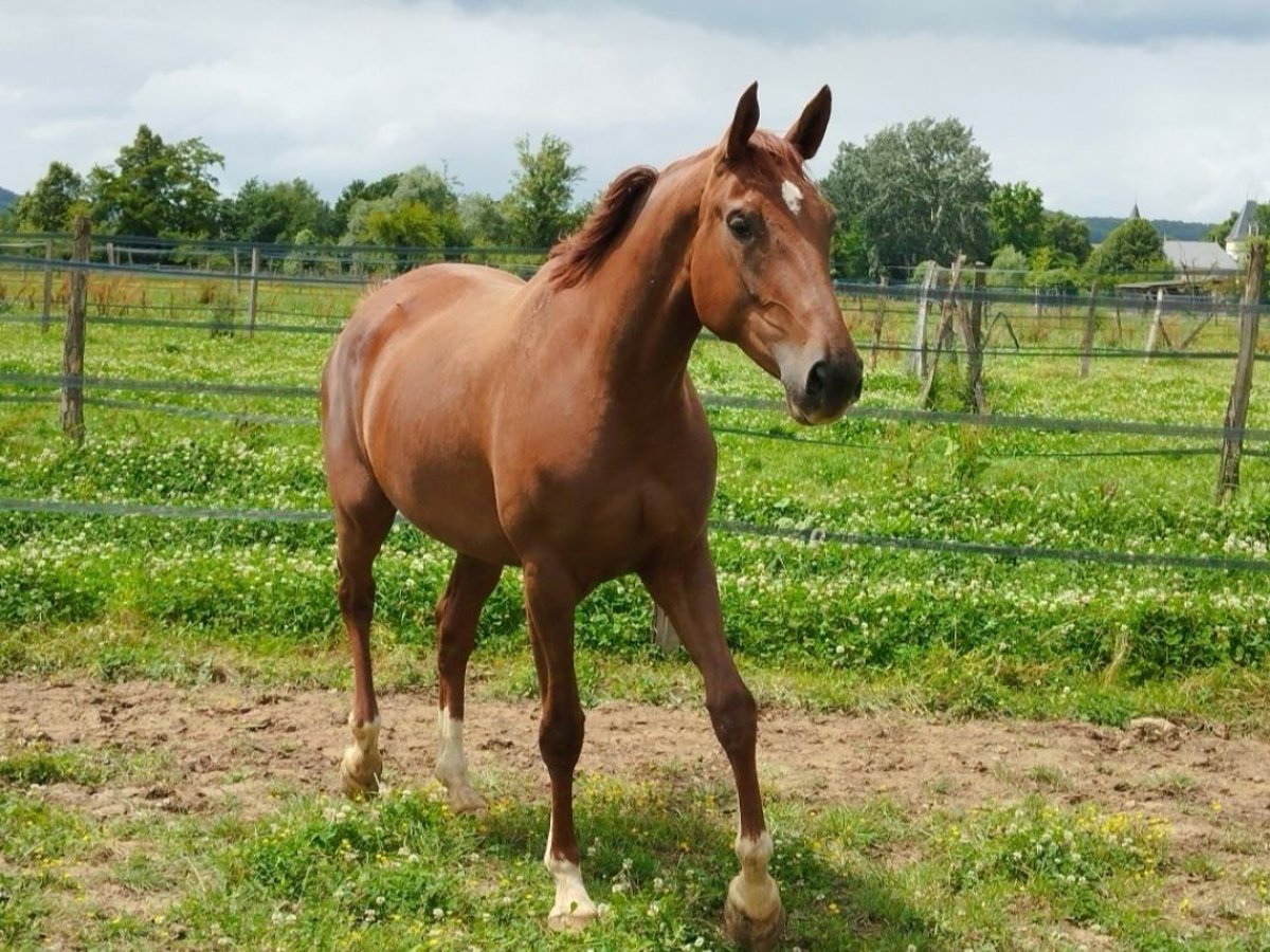 Selle Français Mare 4 years 17 hh Chestnut-Red in Villeneuve sur Lot