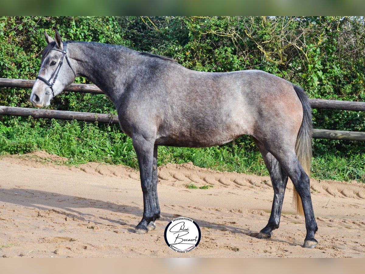 Selle Français Mare 5 years 15,2 hh Gray in Saint-Lô