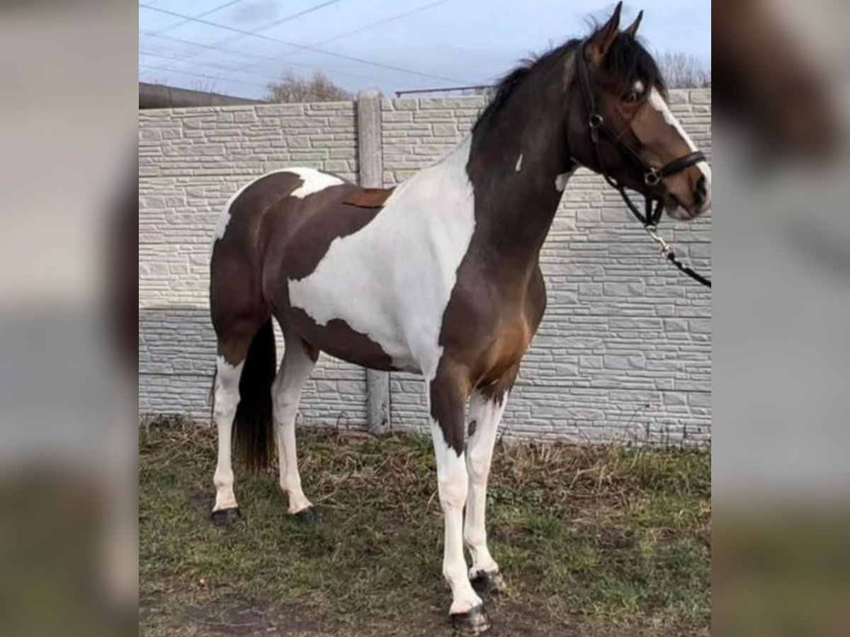Selle Français Mare 5 years 15,2 hh in Lille