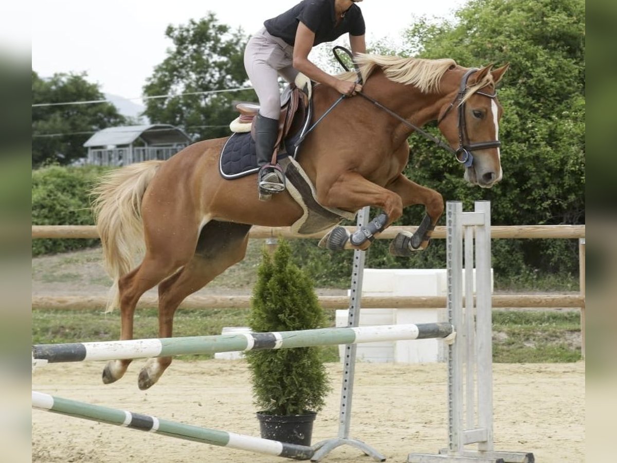 Selle Français Mare 5 years 15,3 hh Chestnut-Red in Riboulam