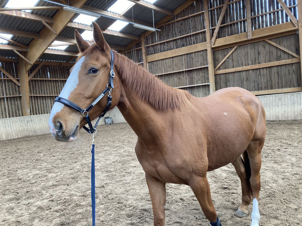 Selle Français Mare 5 years 16,1 hh Chestnut-Red in Chanoz Chatenay