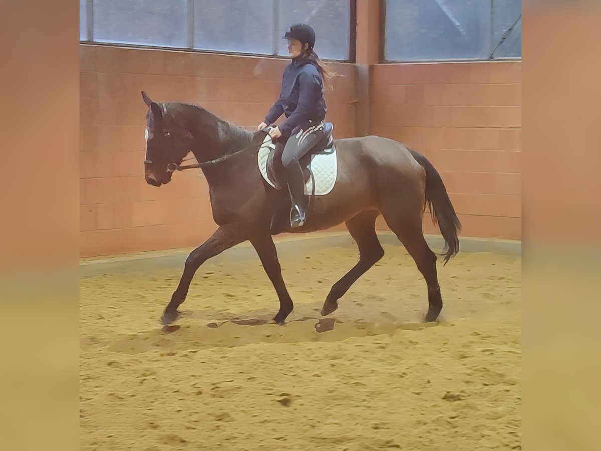 Selle Français Mare 5 years 16 hh Brown in Lage