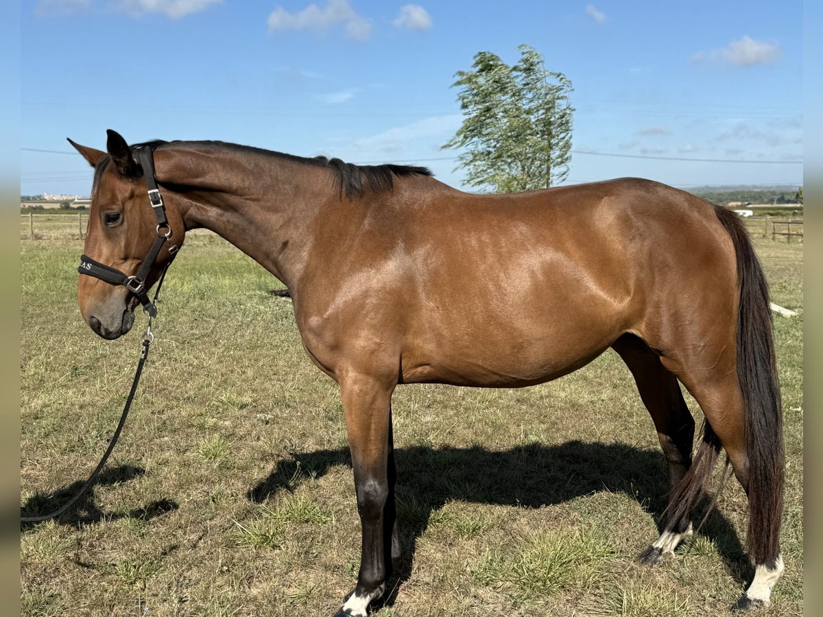 Selle Français Mare 5 years 16,1 hh Brown in GROTE-BROGEL
