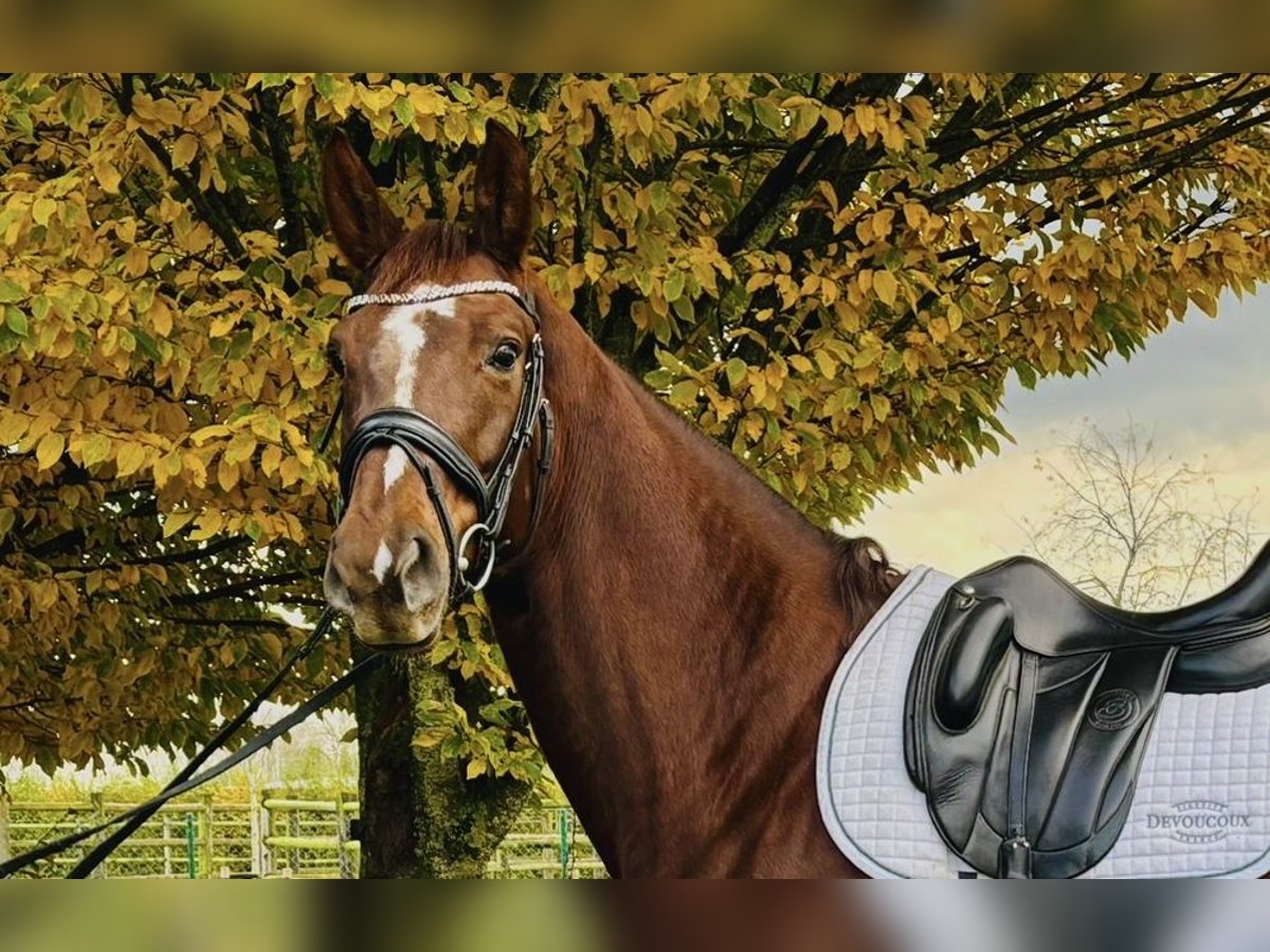 Selle Français Mare 5 years 17 hh Chestnut in Puurs Sint Amands