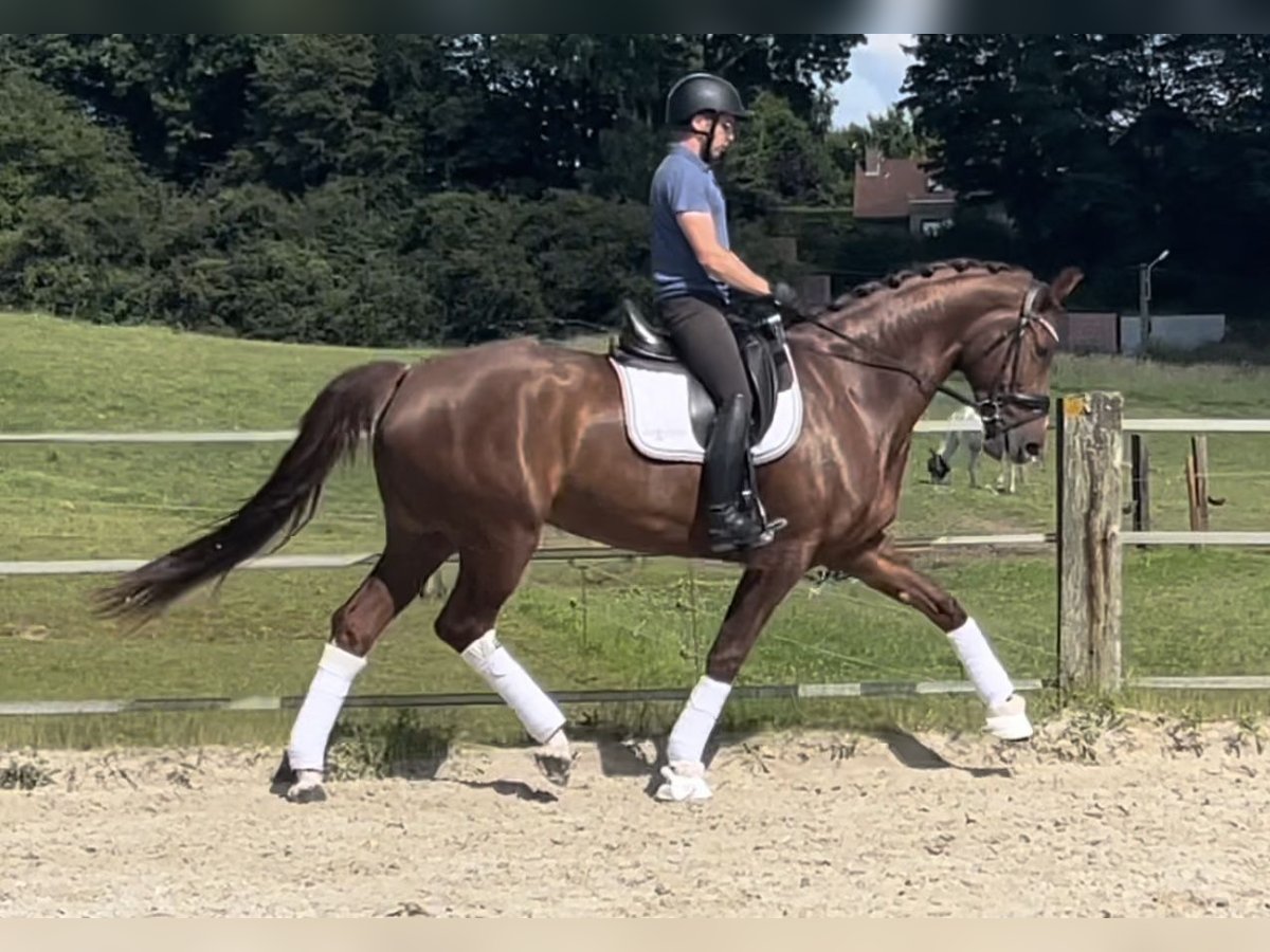 Selle Français Mare 5 years 17 hh Sorrel in Puurs Sint Amands