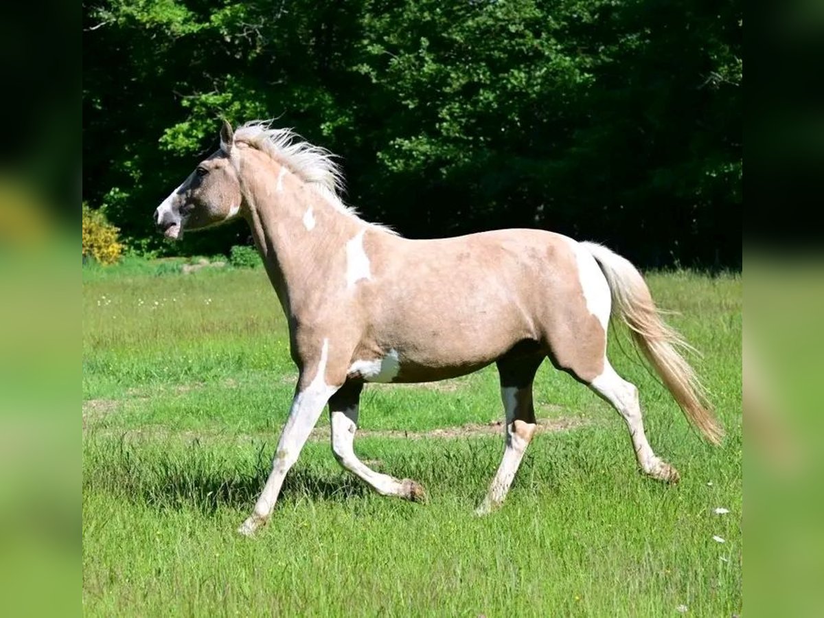 Selle Français Mare 6 years 15 hh Dun in Bordeaux