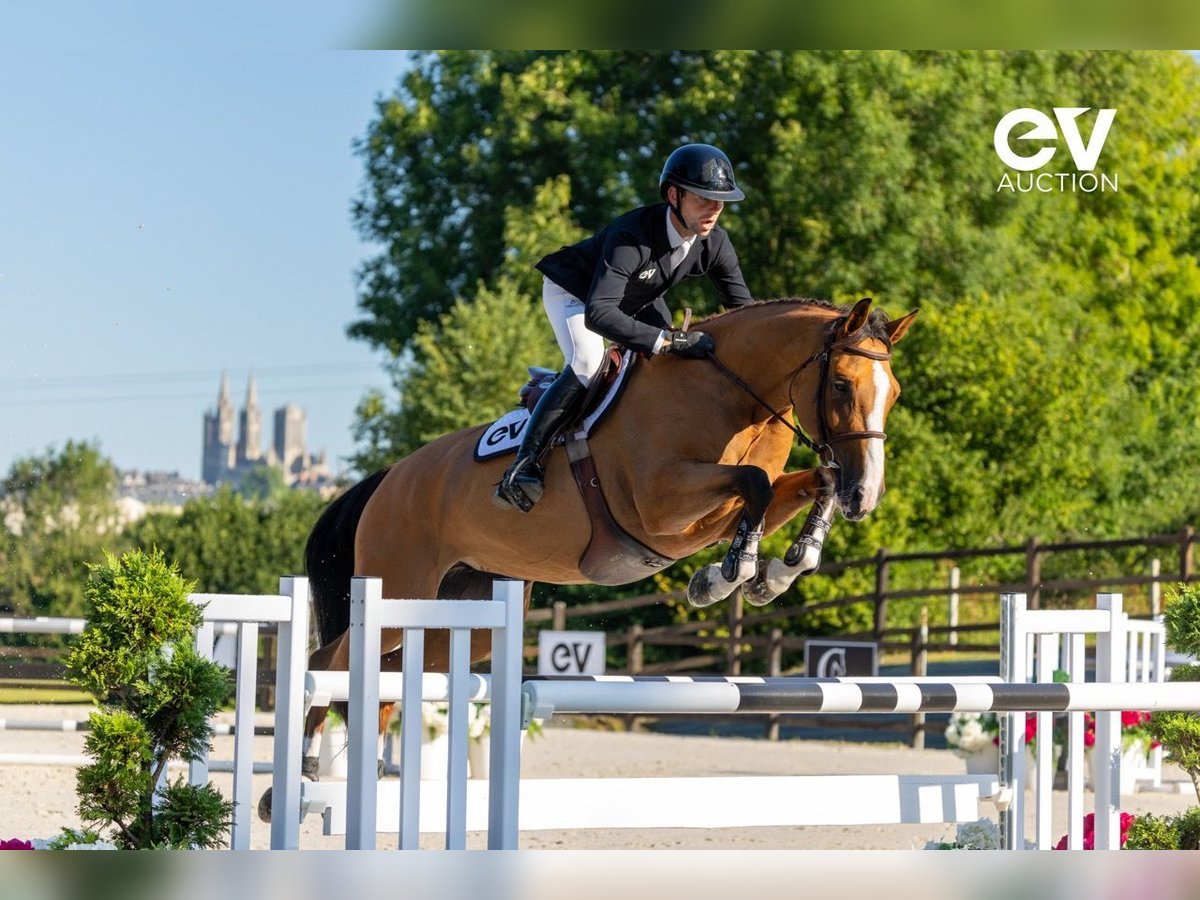 Selle Français Mare 6 years 16 hh Brown in Saint-Pierre-de-Coutances