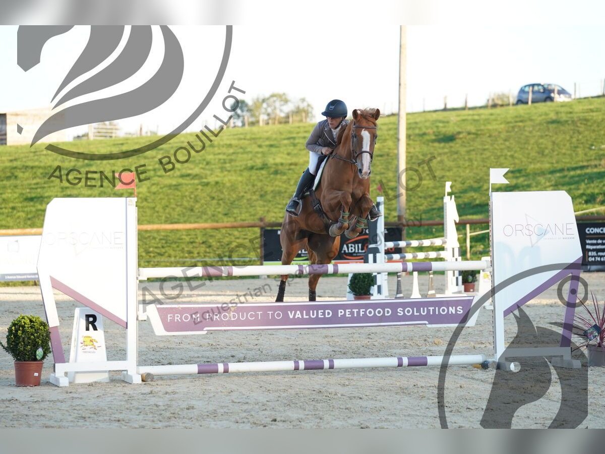 Selle Français Mare 6 years 16 hh Chestnut-Red in Montagny