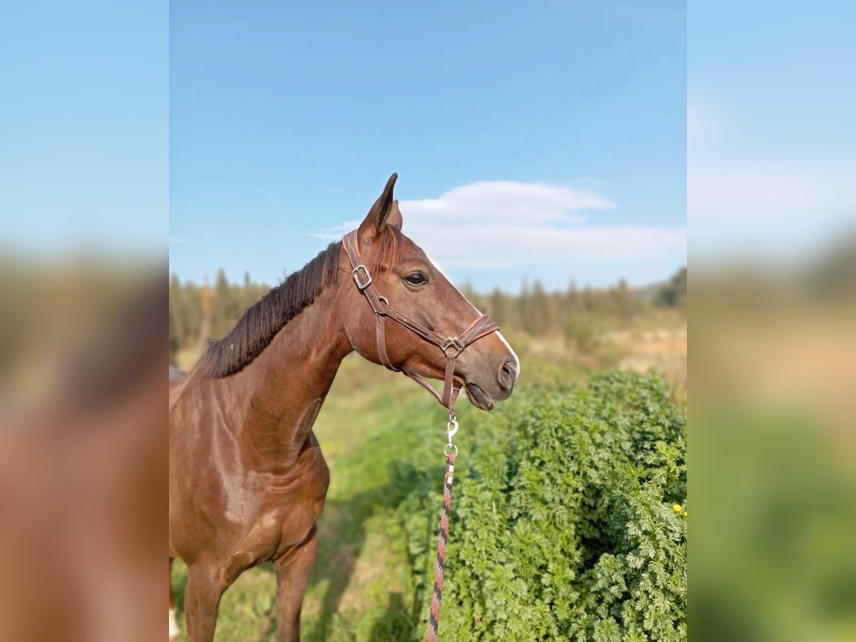 Selle Français Mare 6 years 16 hh Chestnut in Lleida