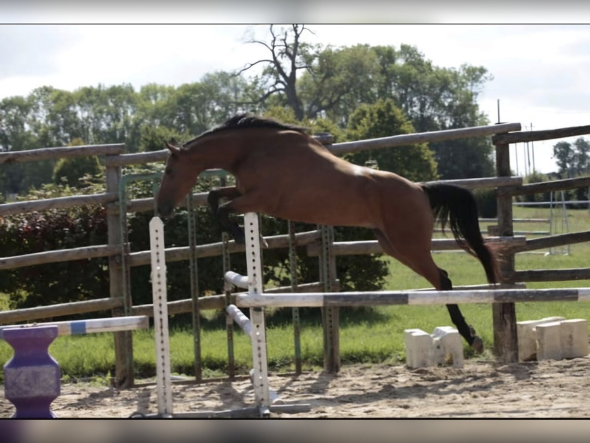 Selle Français Mare 7 years 15,1 hh Brown in Lons-le-Saunier