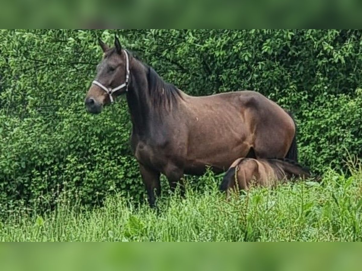 Selle Français Mare 7 years 16,1 hh Brown in Guiche