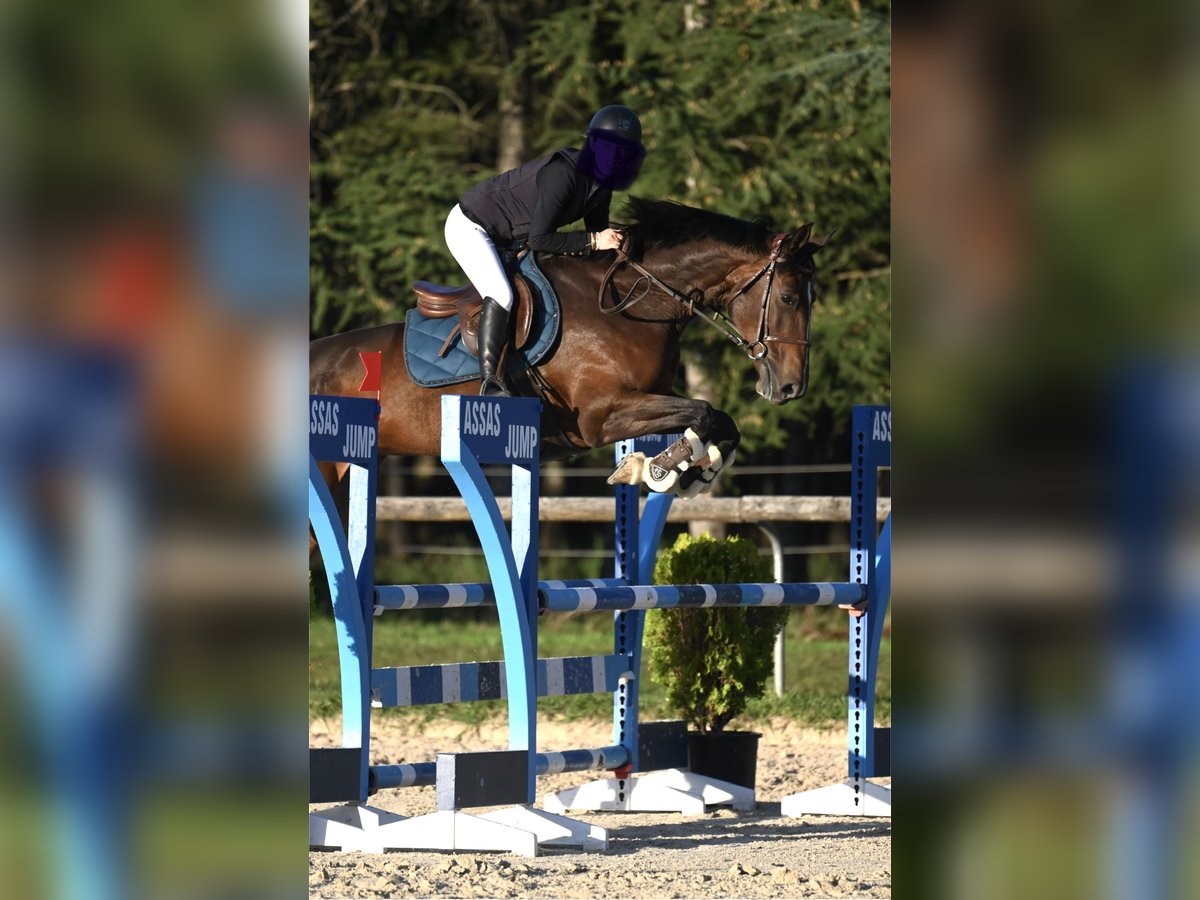 Selle Français Mare 7 years 16,2 hh Brown in Montpellier