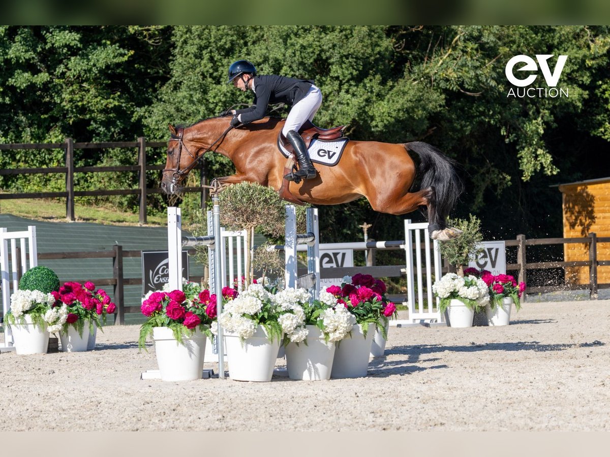 Selle Français Mare 7 years 16,1 hh Brown in Saint-Pierre-de-Coutances