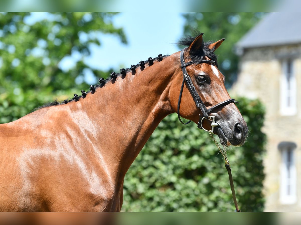 Selle Français Mare 7 years 16,1 hh Brown in Saint-Pierre-de-Coutances Selle Français Mare 7 years 16,1 hh Brown in Saint-Pierre-de-Coutances