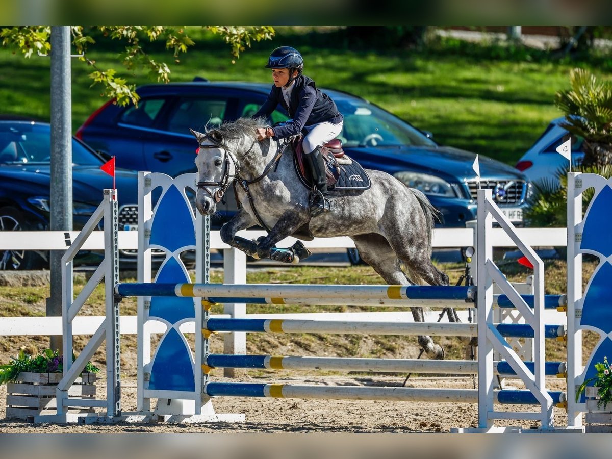 Selle Français Mare 8 years 13,2 hh Grey in Madrid