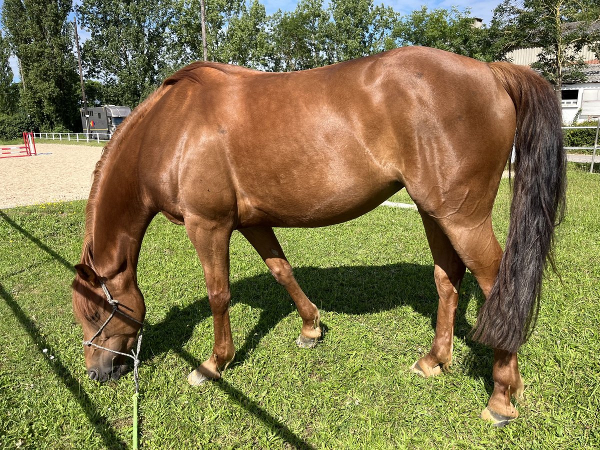 Selle Français Mare 8 years 15,2 hh Chestnut-Red in Pontoy