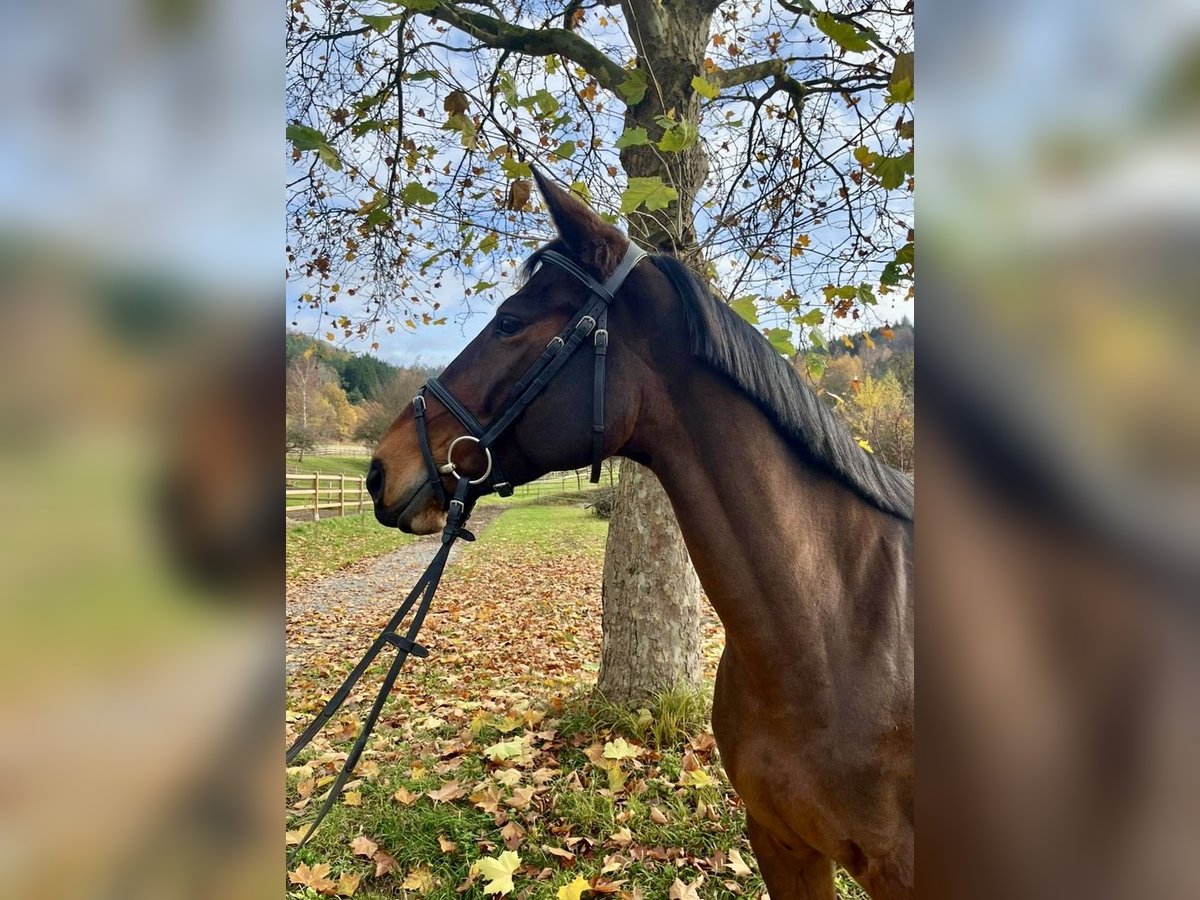 Selle Français Mare 8 years 16,1 hh Brown in Neuh&#xFC;tten