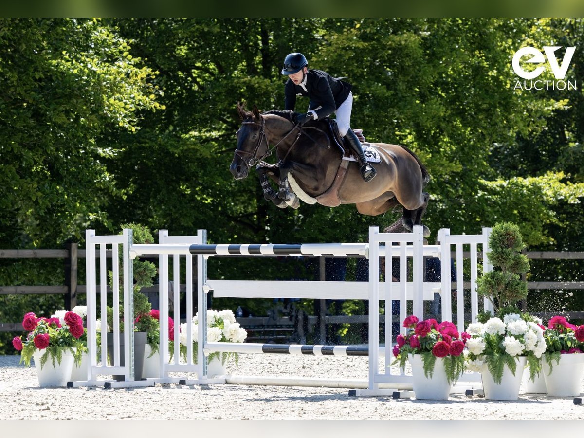 Selle Français Mare 8 years 16,1 hh Smoky-Black in Saint-Pierre-de-Coutances