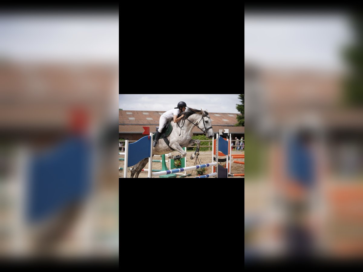 Selle Français Mare 8 years 16,2 hh Gray in Sonnay Selle Français Mare 8 years 16,2 hh Gray in Sonnay