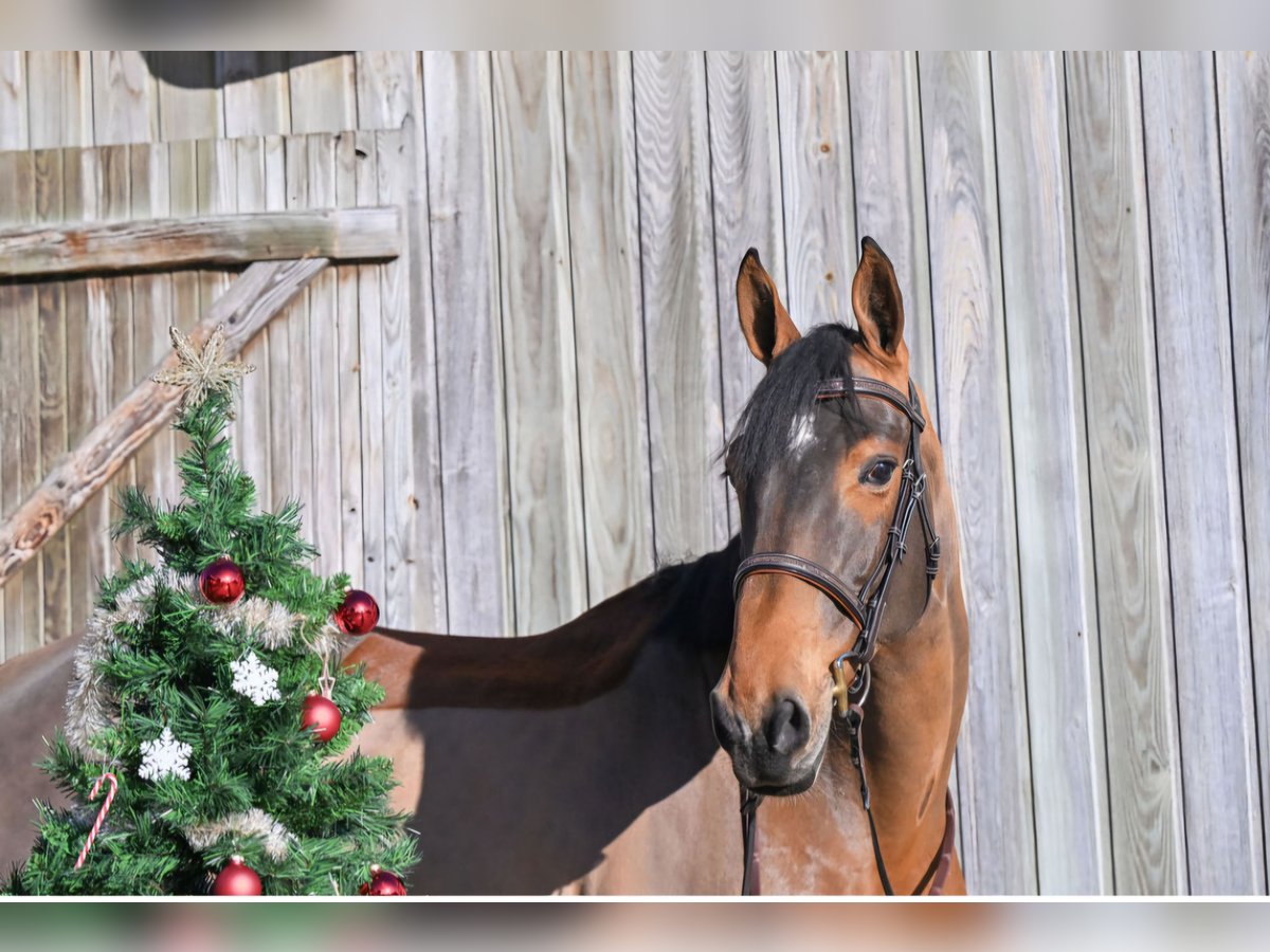 Selle Français Mare 8 years 16,2 hh in So