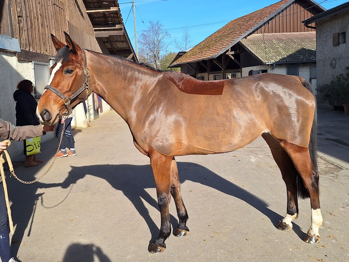 Selle Français Mare 9 years 16,1 hh Brown in Versoix
