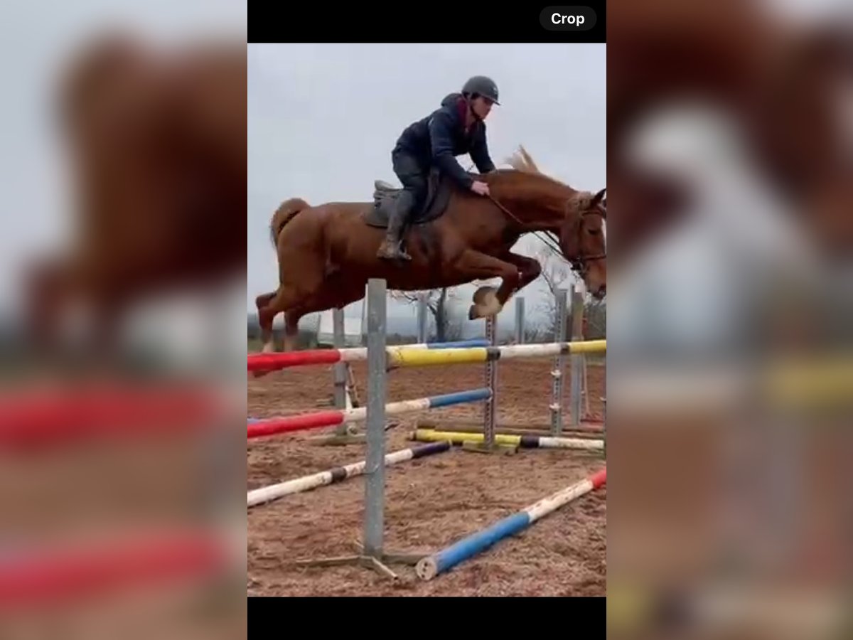 Selle Français Mare 9 years 16,2 hh Chestnut in Cavan