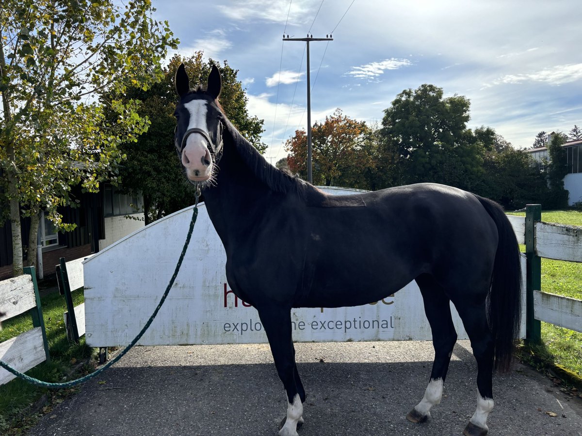 Selle Français Mare 9 years 16 hh Black in Loßburg