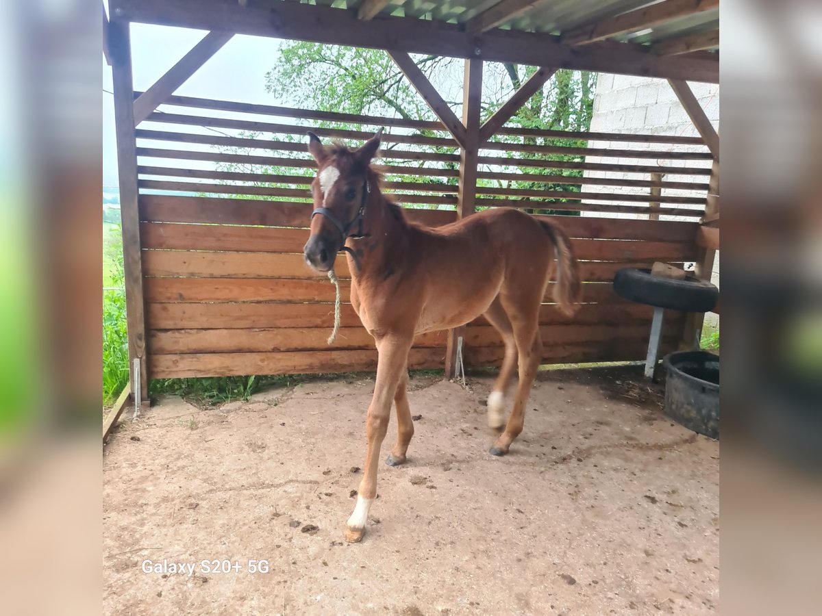 Selle Français Mare Foal (03/2024) 11,2 hh Chestnut-Red in Strenquels